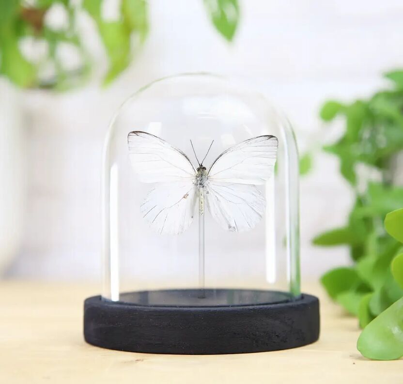Costa Rican White Butterfly Bell Jar / Entomology Taxidermy Insect Bug Moth Butterfly Interior Design Home Decor / Cloche / Modern Display