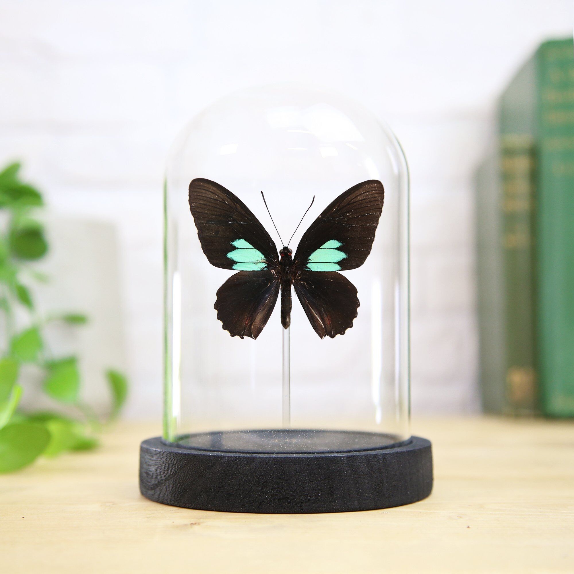 Farfalla con patch di cuore di bue smeraldo, insetto, falena, campana di vetro, entomologia, tassidermia, design d'interni, decorazione per la casa, campana di vetro, regalo moderno, ornamento