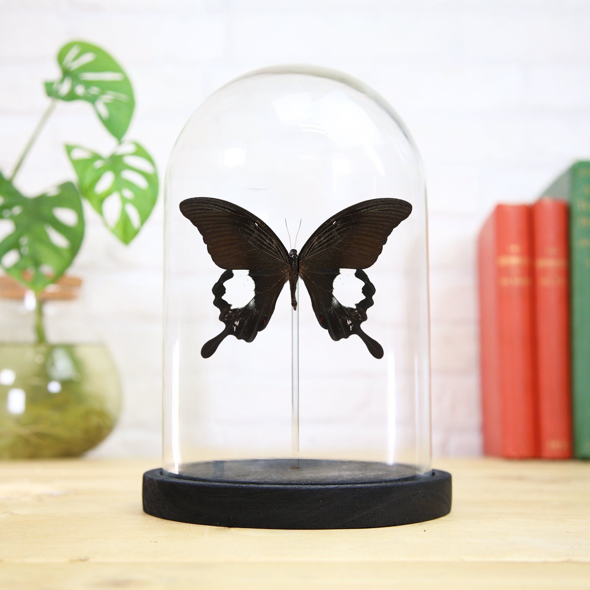 Großer Helena Schmetterling Insekt Käfer Motte Entomologie Taxidermie Glocke Glas Innenarchitektur Home Decor Cloche moderne Display Geschenk Ornament