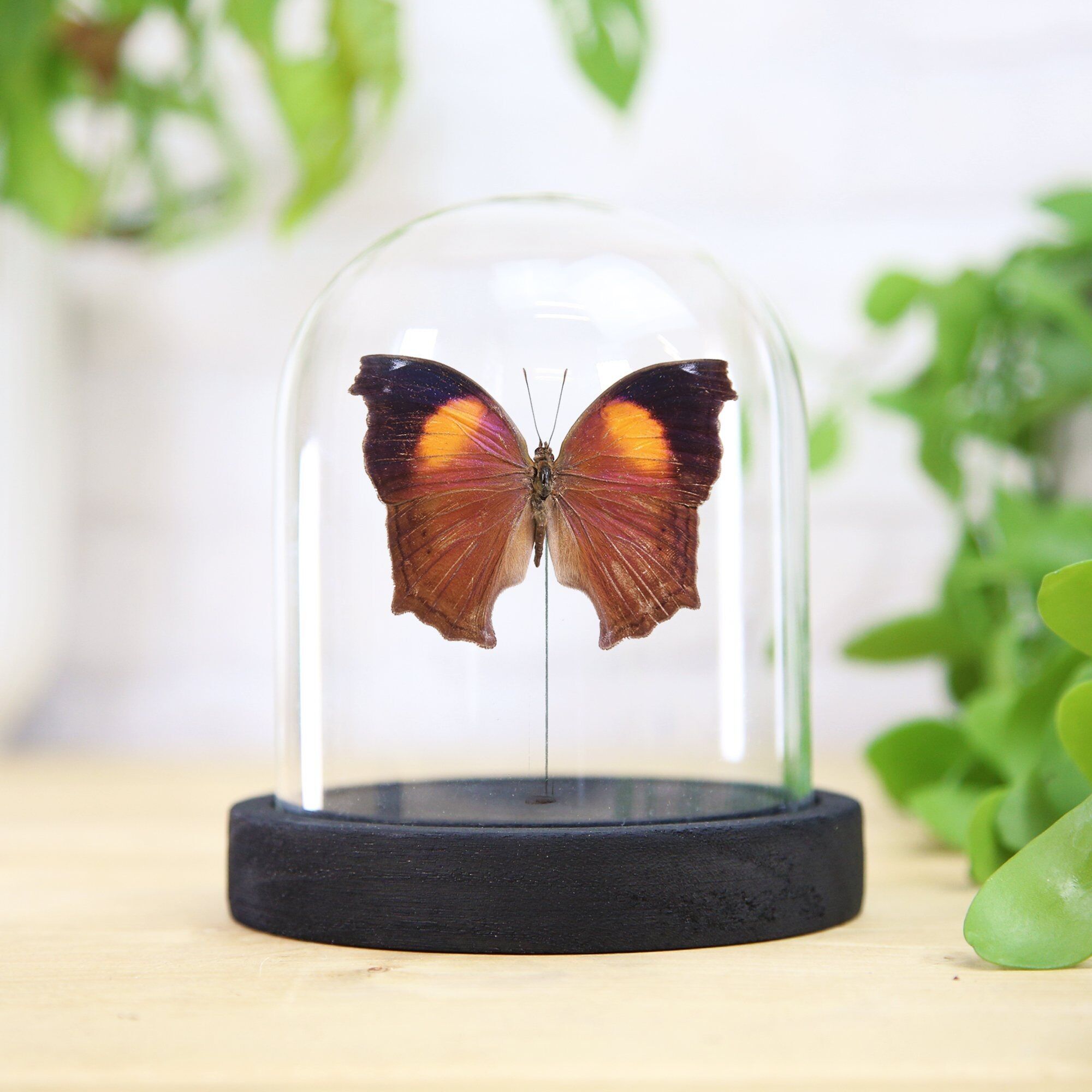 Lila Perlmutt Schmetterling Insekt Käfer Motte Entomologie Taxidermie Glocke Glas Innenarchitektur Home Decor Cloche moderne Display Geschenk Ornament