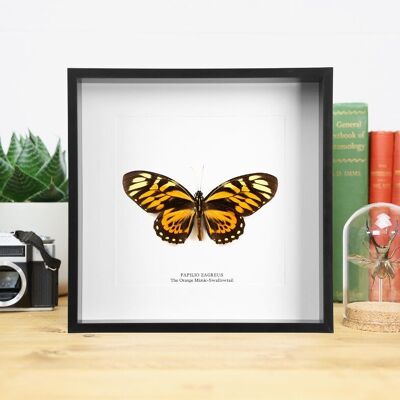 Arancione Mimic-Swallowtail Butterfly Box Frame 10x10 / Entomologia Tassidermia Insetti Bug Falena Farfalla Interior Design Home Decor Appeso a parete