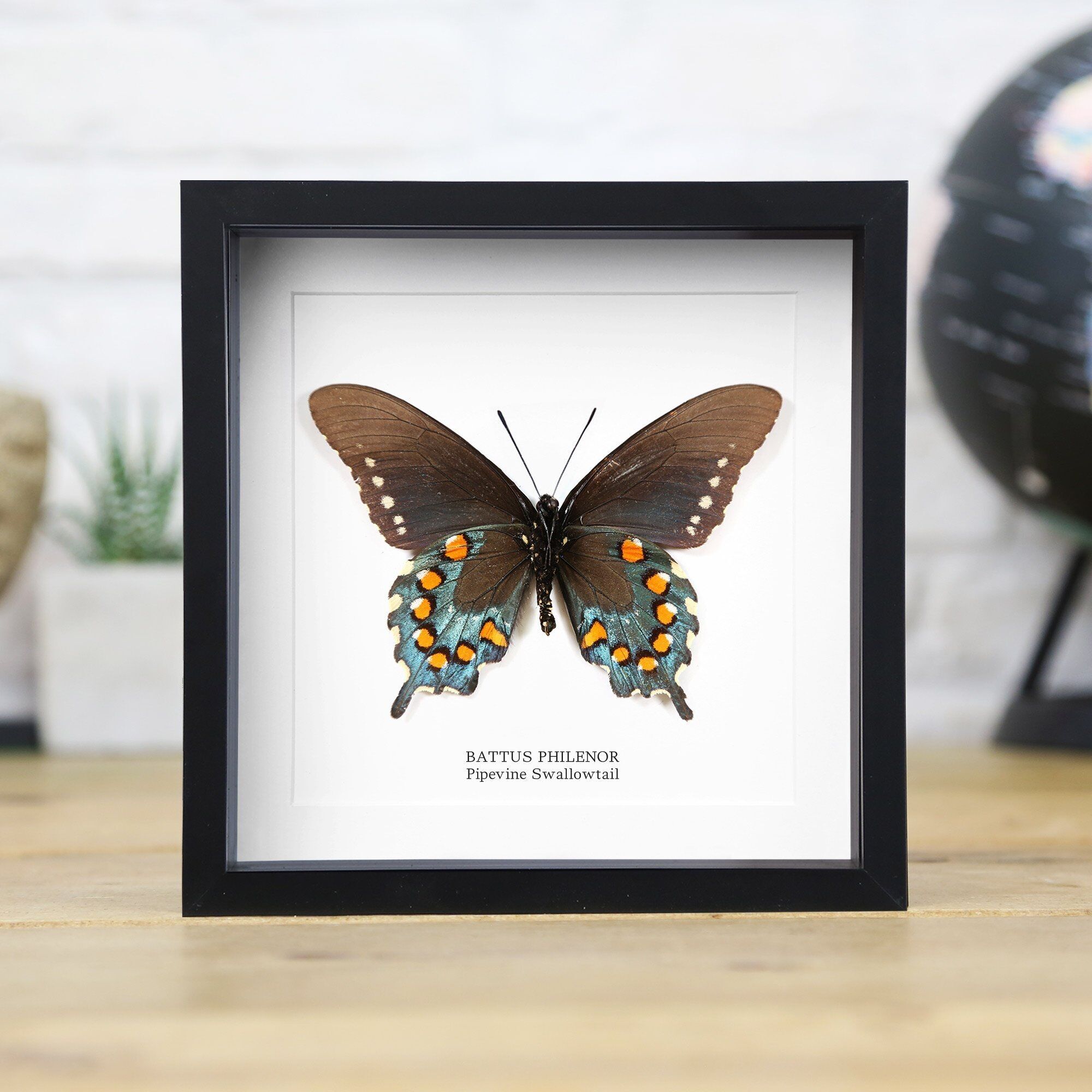 Schwalbenschwanz (Battus philenor)