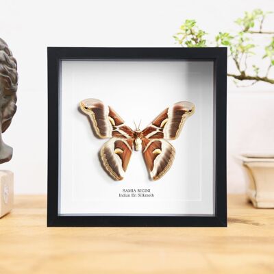 India Eri Silkmoth (Samia Cynthia Ricini)