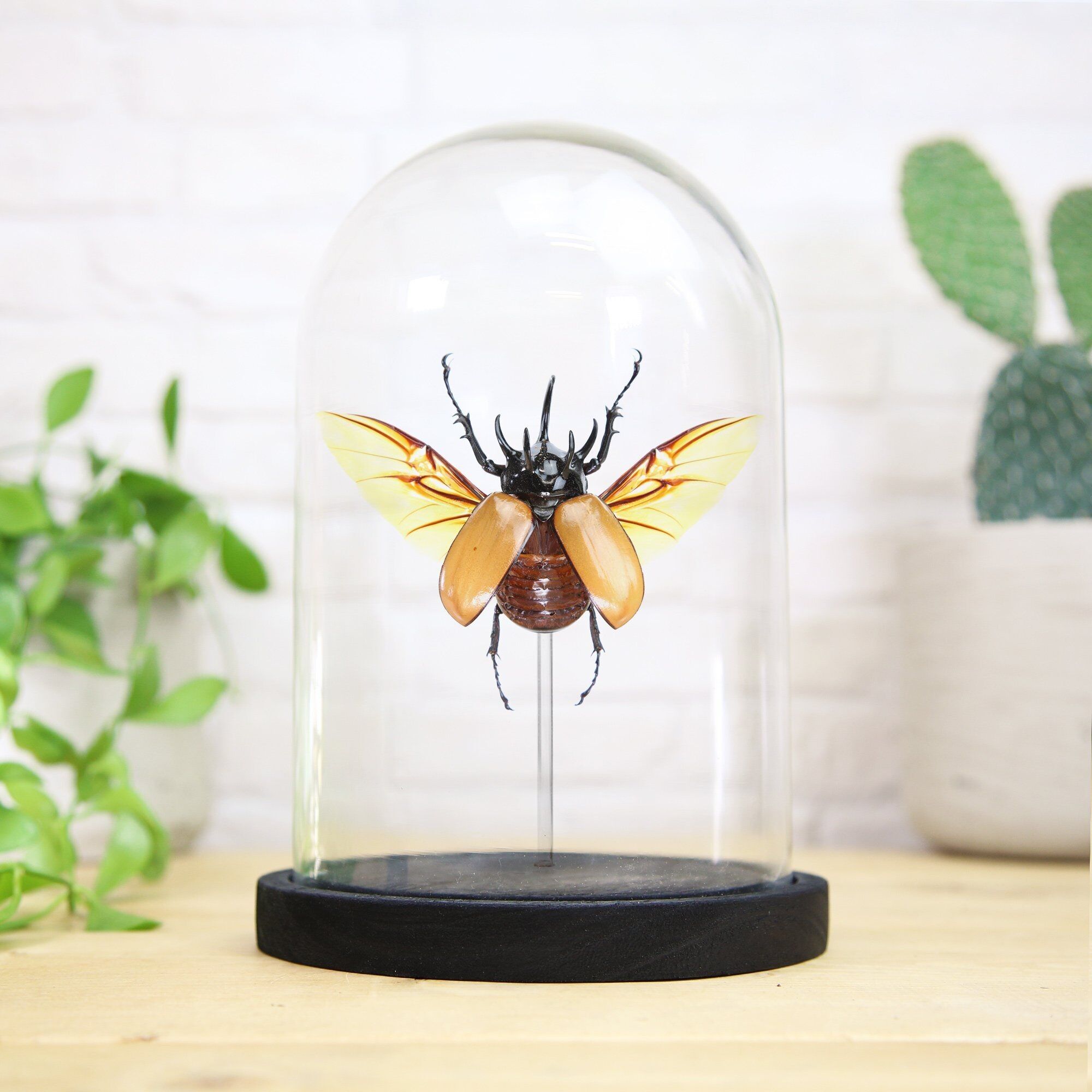 Fünfhorn-Nashornkäfer (Eupatorus Gracilicornis) Aufstrich - Glasglocke