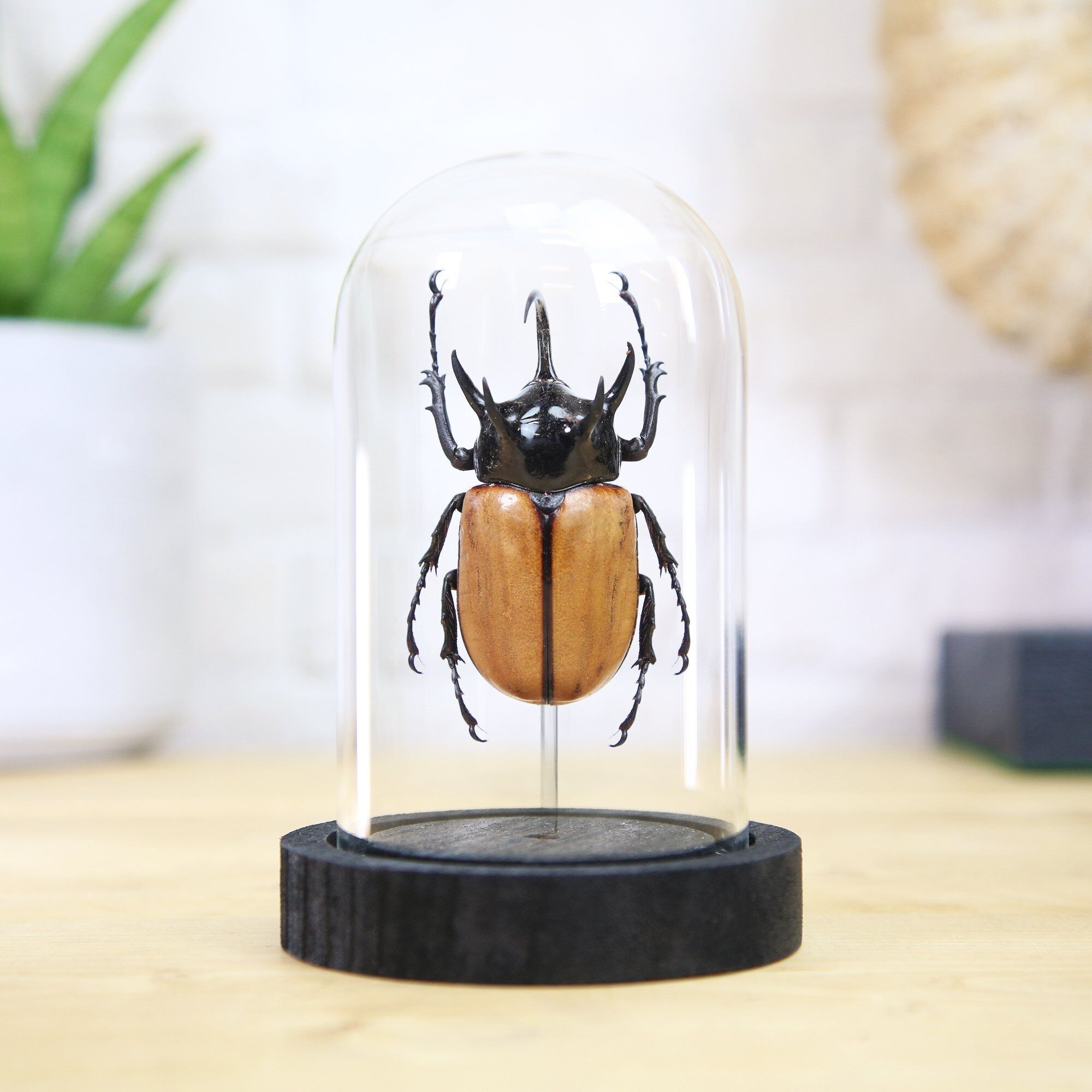 Fünfhorn-Nashornkäfer (Eupatorus Gracilicornis) Glasglocke