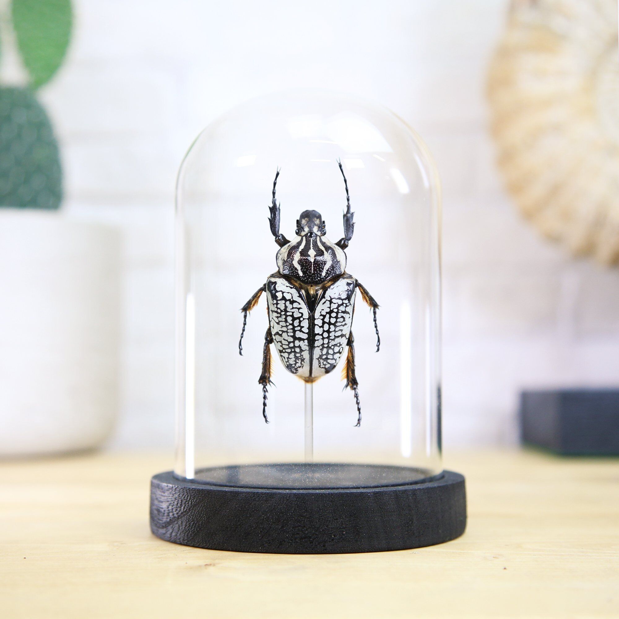 Goliathkäfer (Goliathus Orientalis) Glasglocke