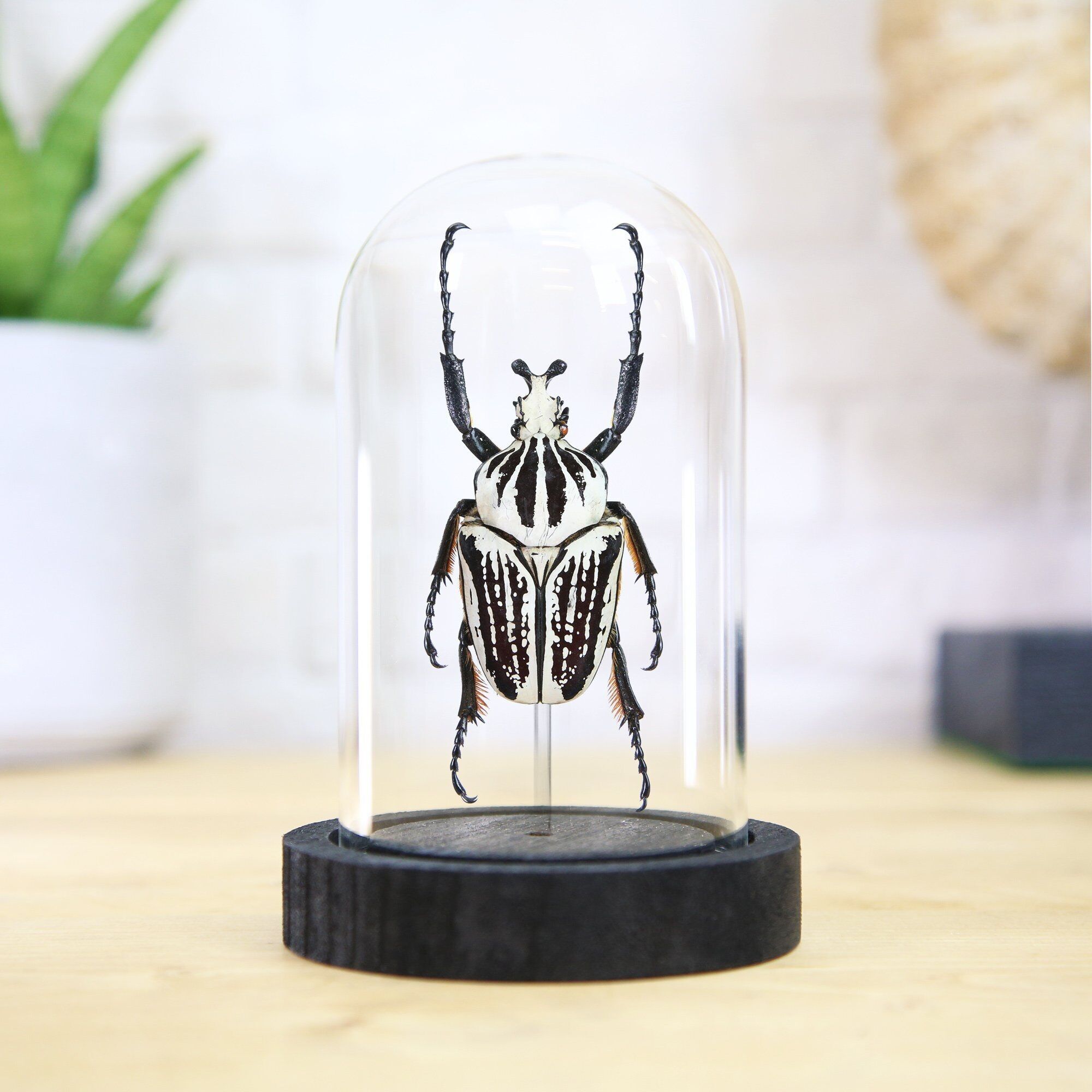 Goliathkäfer (Goliathus Goliatus) Glasglocke