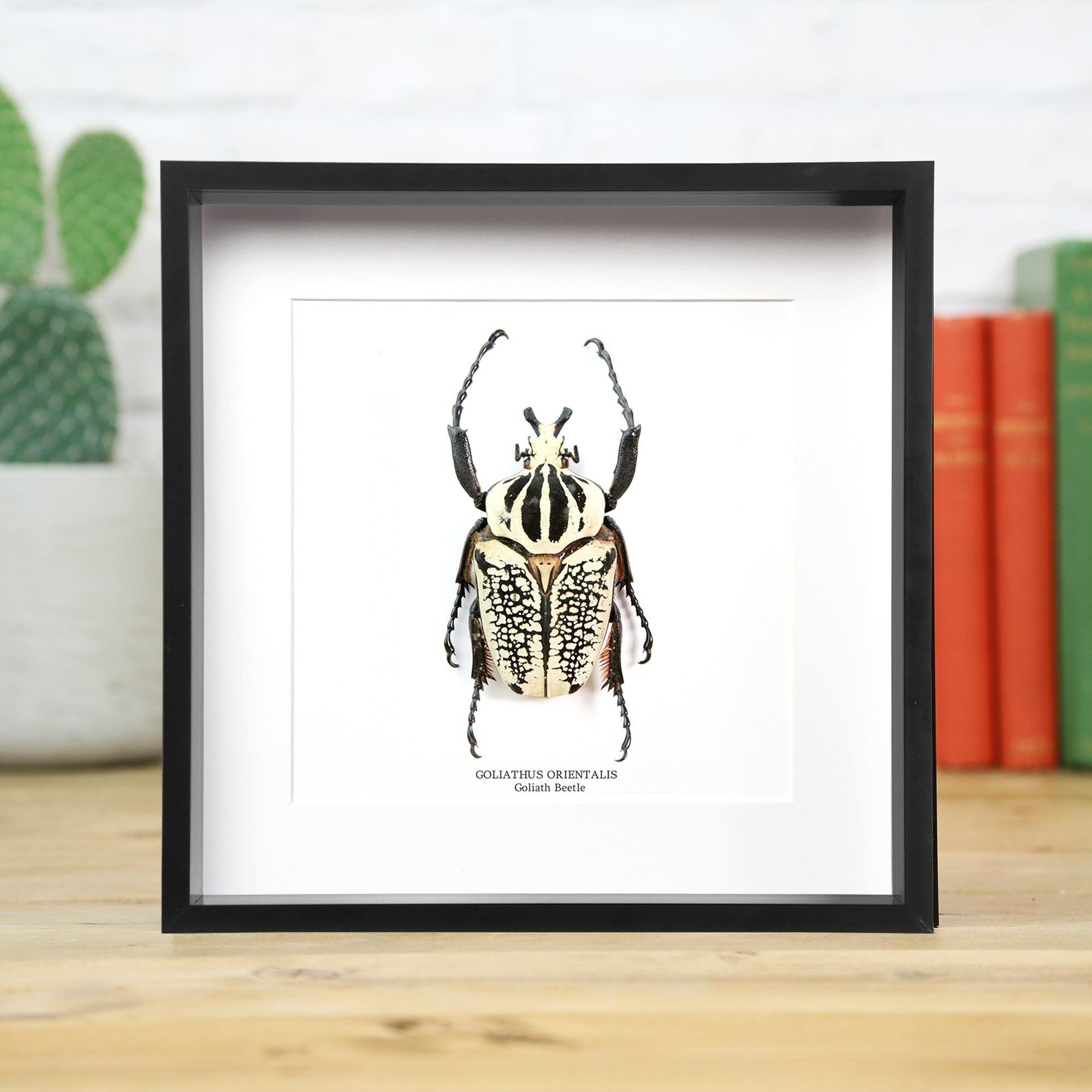 Goliath Beetle XL (Goliathus Orientalis)