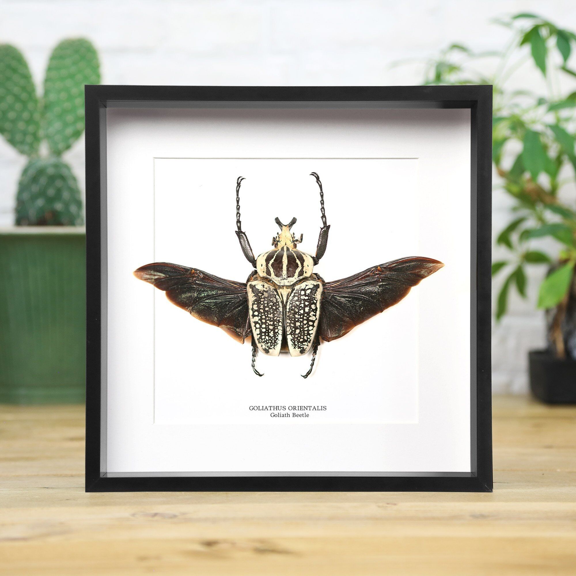 Goliathkäfer XL-Spreizflügler (Goliathus Orientalis)