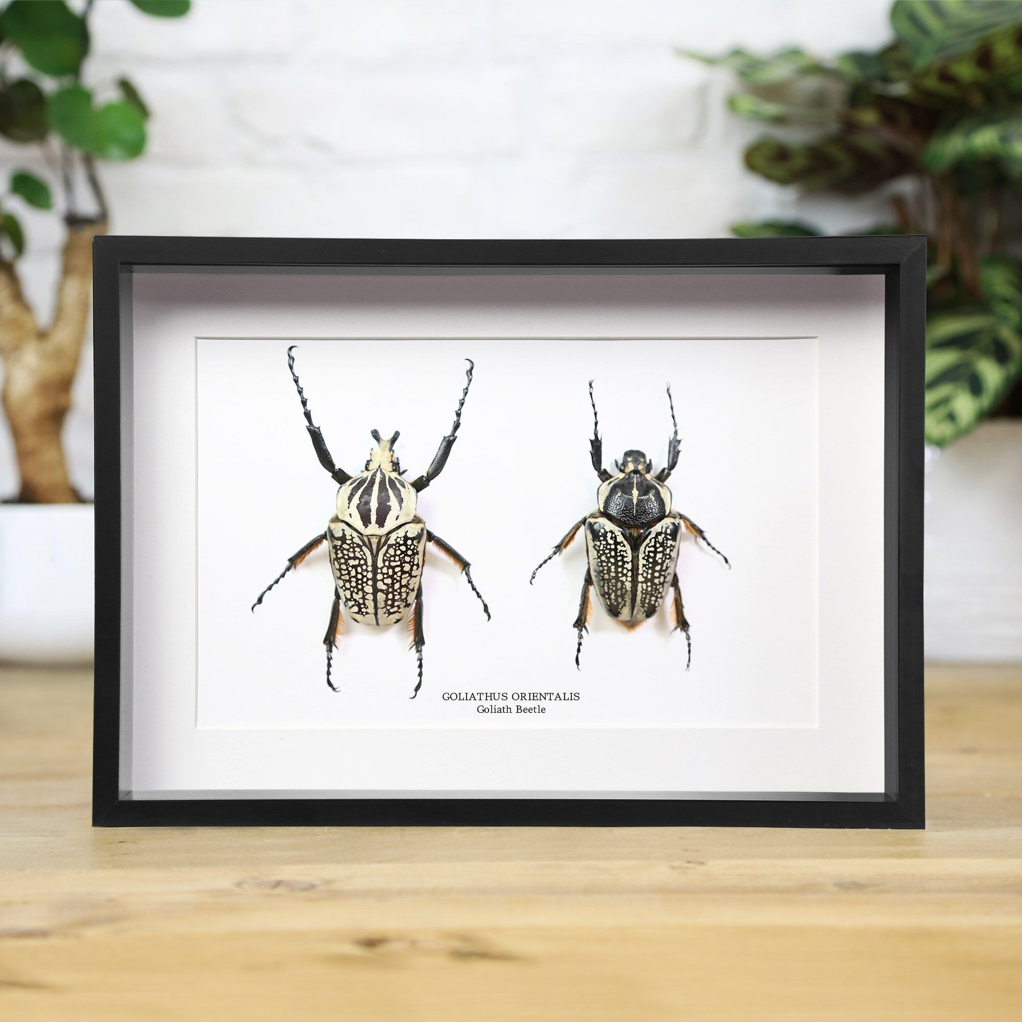 Goliathkäfer-Sammlung