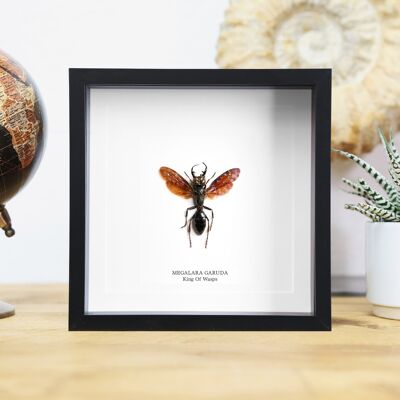 Re delle vespe insetto insetto entomologia tassidermia scatola cornice design d'interni esposizione moderna decorazione per la casa da appendere alla parete regalo ornamento