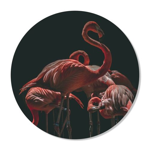 Muurcirkel Flamingo's 50 CM Forex