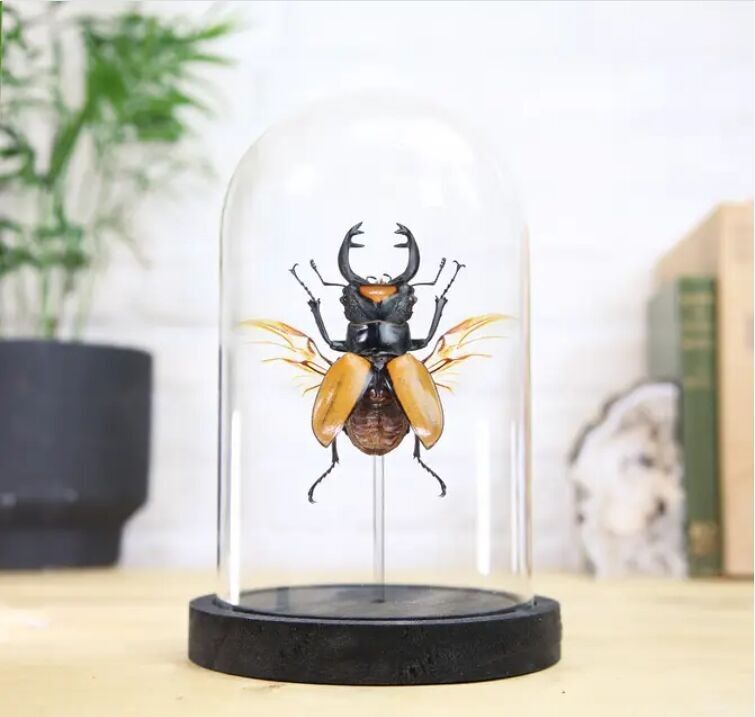 Ludekingi Stag Beetle Insetto Cimice Entomologia Tassidermia Campana di vetro Design d'interni Decorazione per la casa Moderna Espositore Cloche Regalo Ornamento