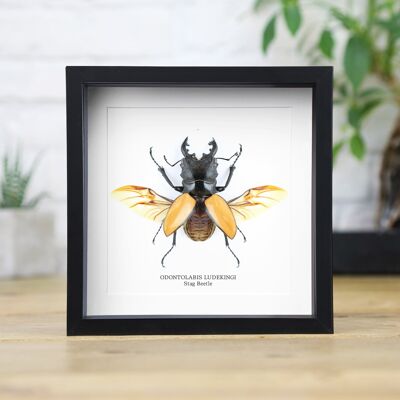 Ludekingi Stag Beetle Insetto Cimice Entomologia Tassidermia Scatola Cornice Design d'interni Esposizione moderna Decorazione per la casa Decorazione da parete Regalo Ornamento