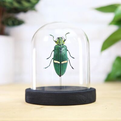 Opulenta Gioiello Coleottero Insetto Cimice Entomologia Tassidermia Campana di vetro Design d'interni Decorazione per la casa Moderna Espositore Cloche Regalo Ornamento