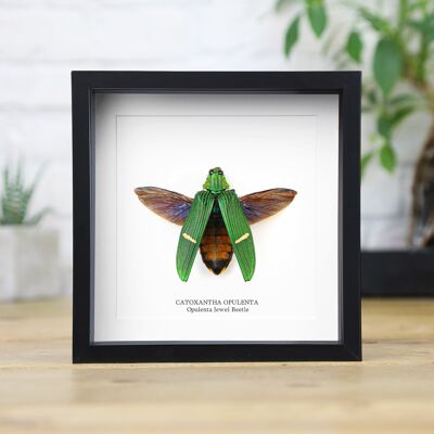 Opulenta Jewel Beetle Spreadwing Insetto Cimice Entomologia Tassidermia Scatola Cornice Design d'interni Esposizione moderna Decorazione per la casa Decorazione da parete Regalo Ornamento