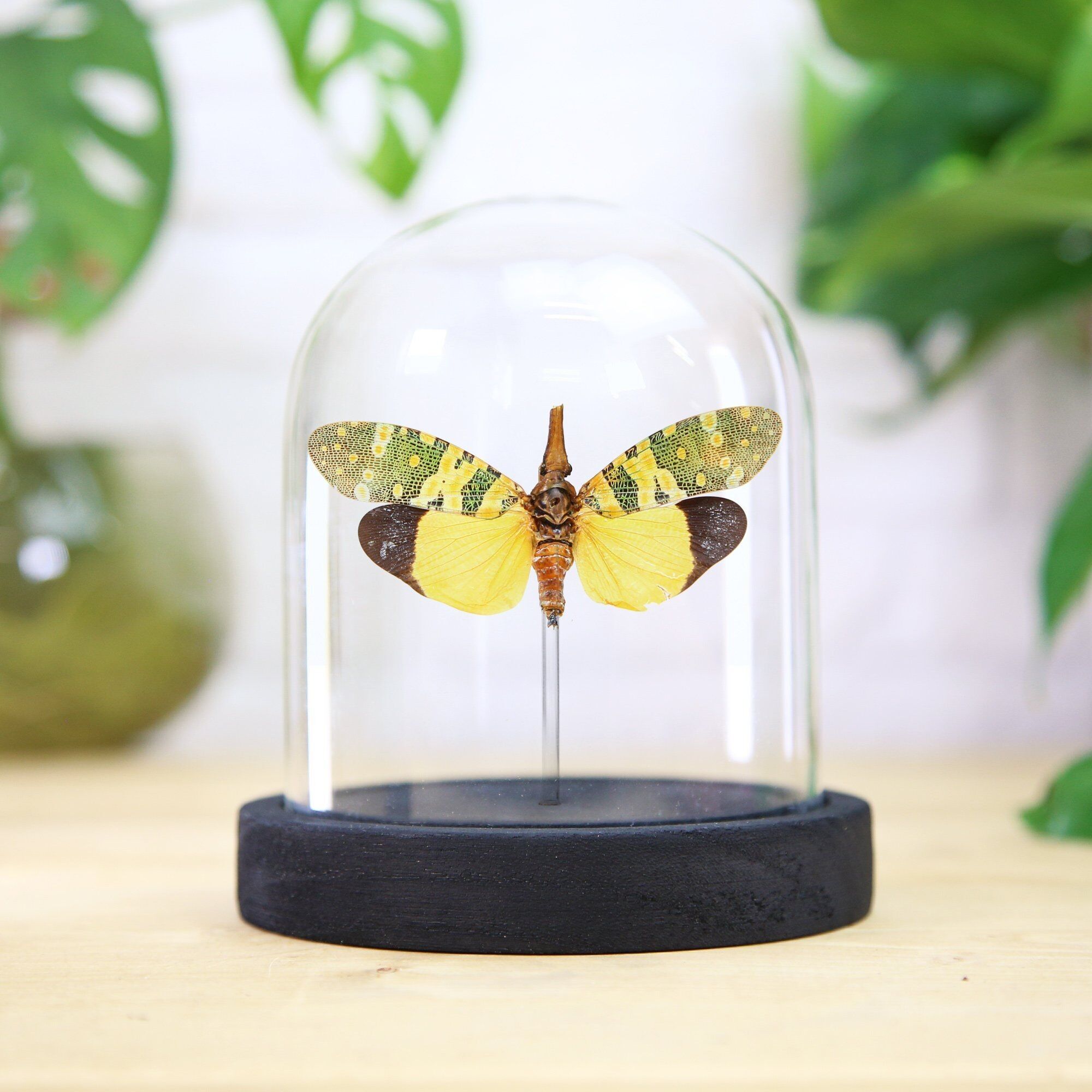 Longan Laternenfliege Insekt Käfer Entomologie Taxidermie Glocke Glas Innenarchitektur Home Decor Modernes Display Cloche Geschenk Ornament