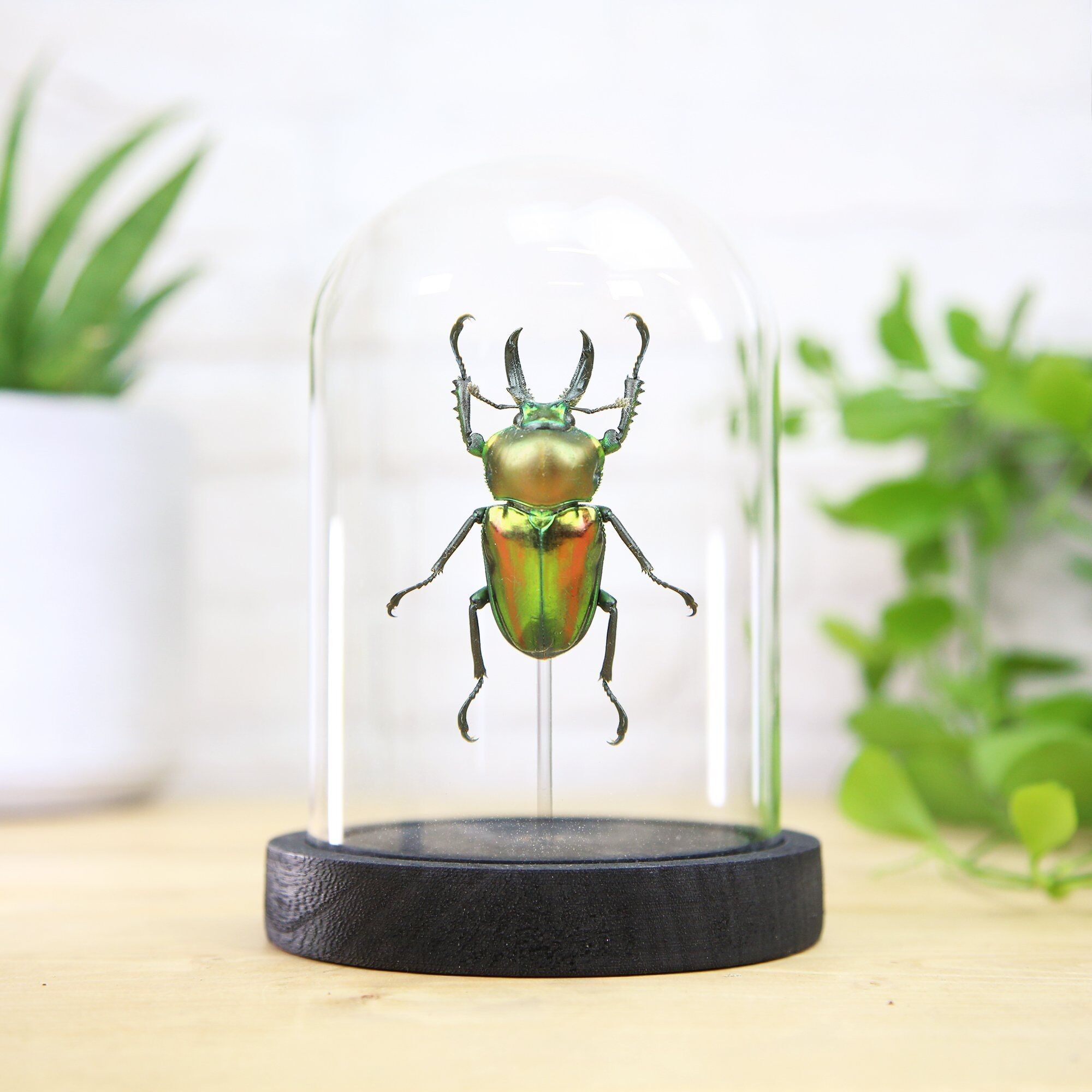 Arcobaleno cervo volante insetto insetto entomologia tassidermia campana di vetro design d'interni arredamento casa esposizione moderna campana regalo ornamento