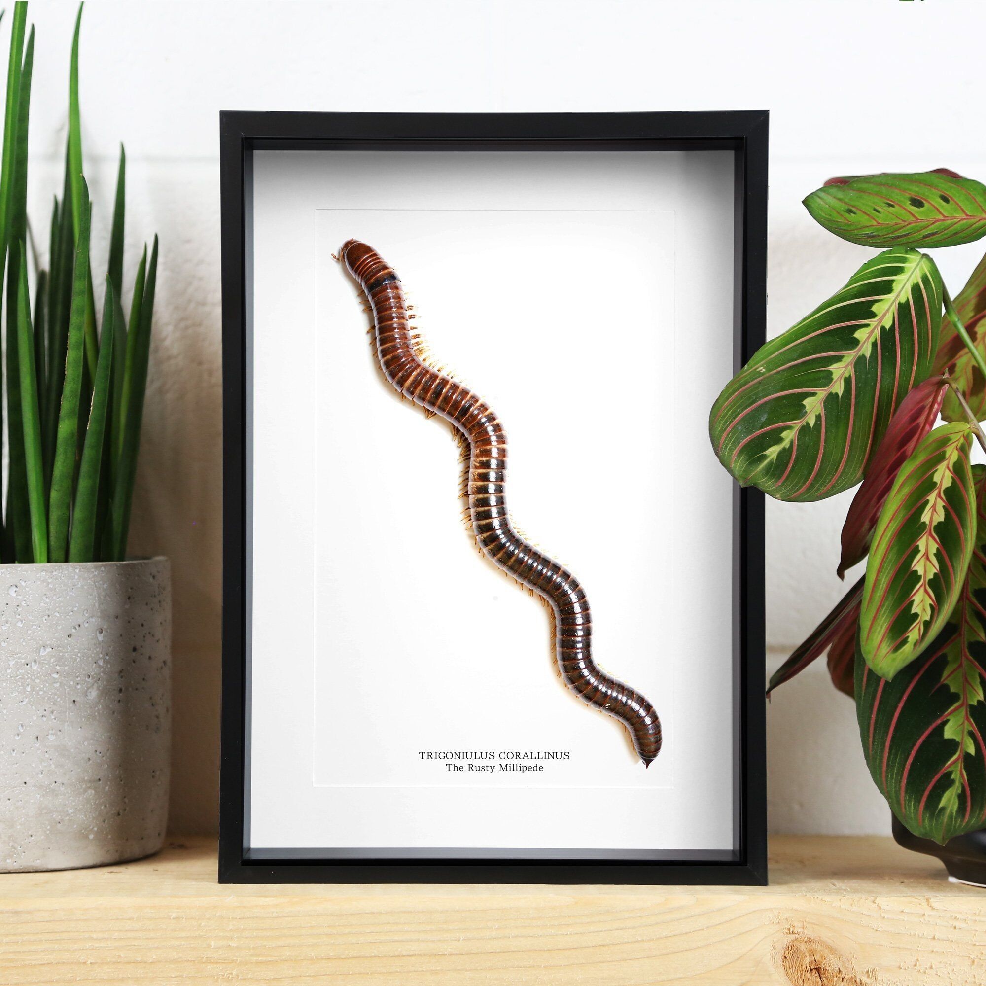 Rusty Millipede (Trigoniulus Corallinus)