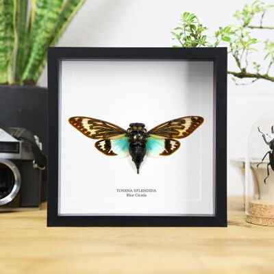 Caja con marco para taxidermia, diseño de interiores, decoración moderna para el hogar, adorno para colgar en la pared, insecto, polilla, mariposa, entomología