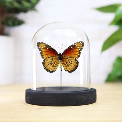 Papillon Reine Américaine Insecte Papillon Papillon Entomologie Taxidermie Cloche Bocal Design Intérieur Décoration Maison Cloche Moderne Affichage Cadeau Ornement