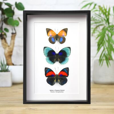 Collezione ibrida Agrias x Prepona Insetto Cimice Falena Farfalla Entomologia Tassidermia Cornice per scatola Design d'interni Esposizione moderna Decorazione per la casa Decorazione da parete Regalo Ornamento