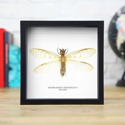 Dobsonfly insetto insetto entomologia tassidermia scatola cornice design d'interni esposizione moderna decorazione per la casa da appendere alla parete regalo ornamento