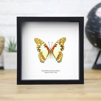 Angola Coccinella Bianca Insetto Insetto Falena Farfalla Entomologia Tassidermia Scatola Cornice Design d'Interni Esposizione Moderna Decorazione per la Casa Decorazione da Parete Regalo Ornamento