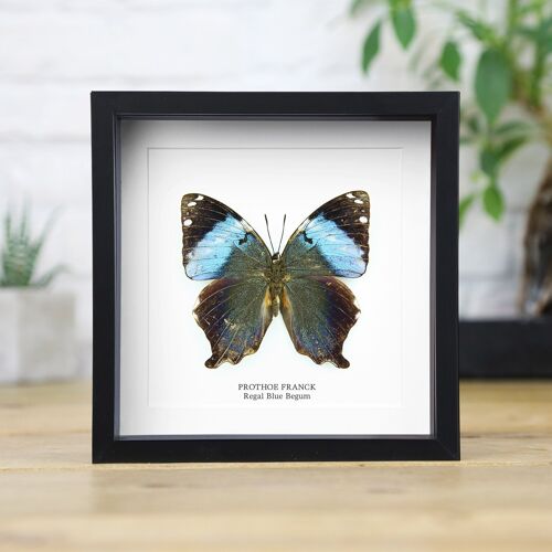 Regal Blue Begum Insect Bug Moth Butterfly Entomology Taxidermy Box Frame Interior Design Modern Display Home Decor Wall Hanging Gift Ornament