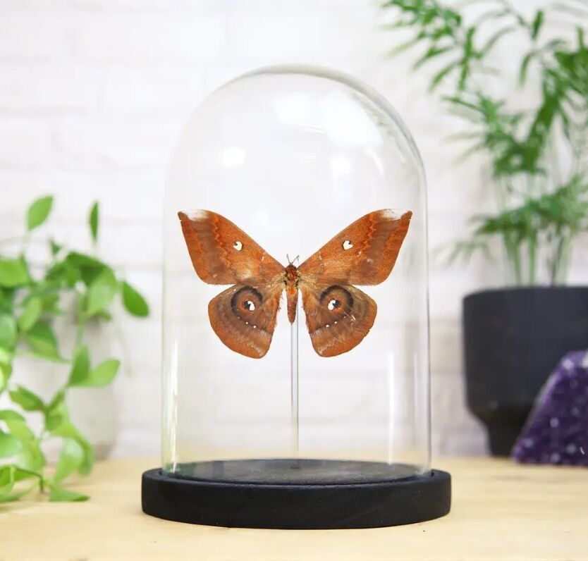 Leech es Saturnid Insekt Käfer Motte Schmetterling Entomologie Taxidermie Glocke Glas Innenarchitektur Home Decor Cloche moderne Display Geschenk Ornament