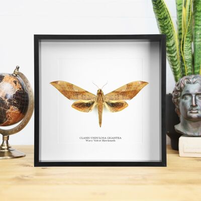 Wavy Velvet Hawkmoth