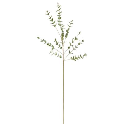 Follaje Eucalipto Parvifolia