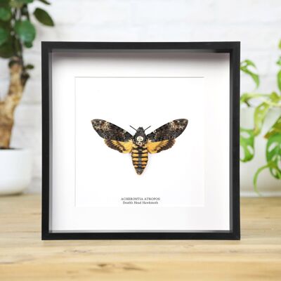 Insetto falena testa di morto, falena farfalla, entomologia, tassidermia, scatola con cornice 10x10, design d'interni, esposizione moderna, decorazione per la casa, regalo, ornamento