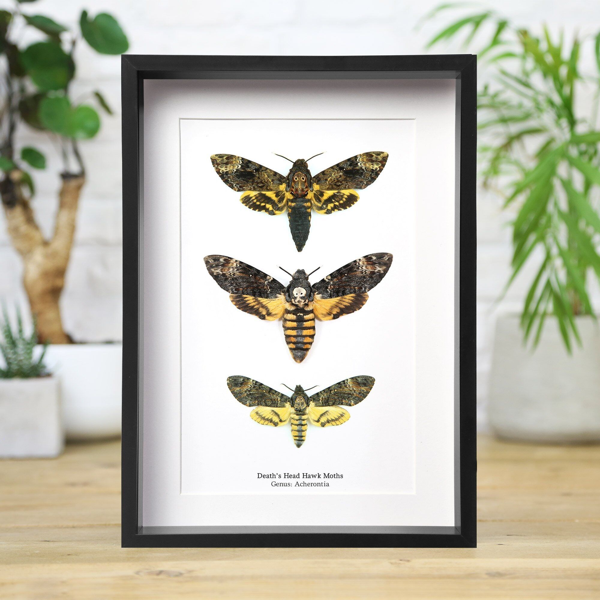 Totenkopfschwärmer-Sammlung