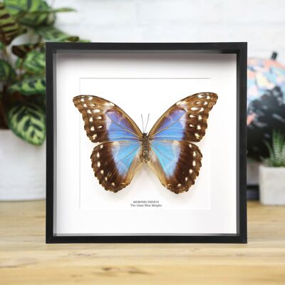 Femmina gigante morfo blu (Morpho Didius)