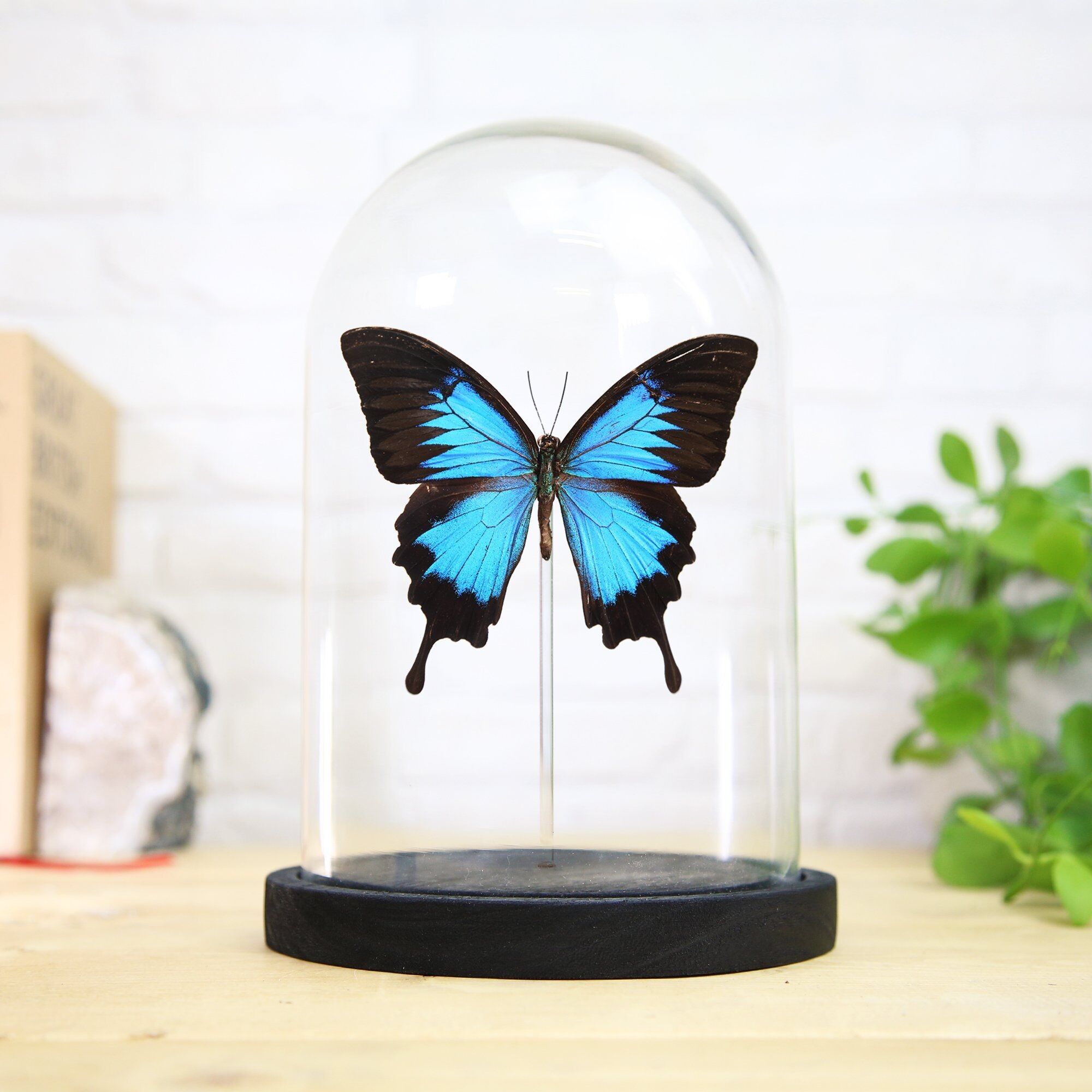 Blauer Kaiser (Papilio Ulysses) Glasglocke