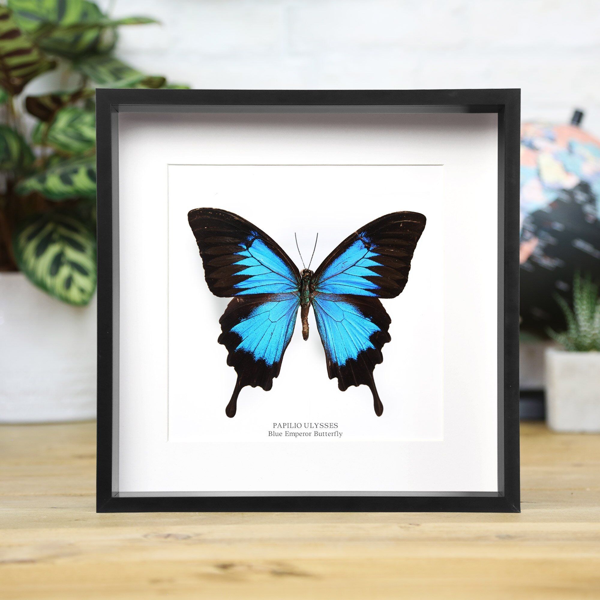 Blauer Kaiser (Papilio Ulysses)