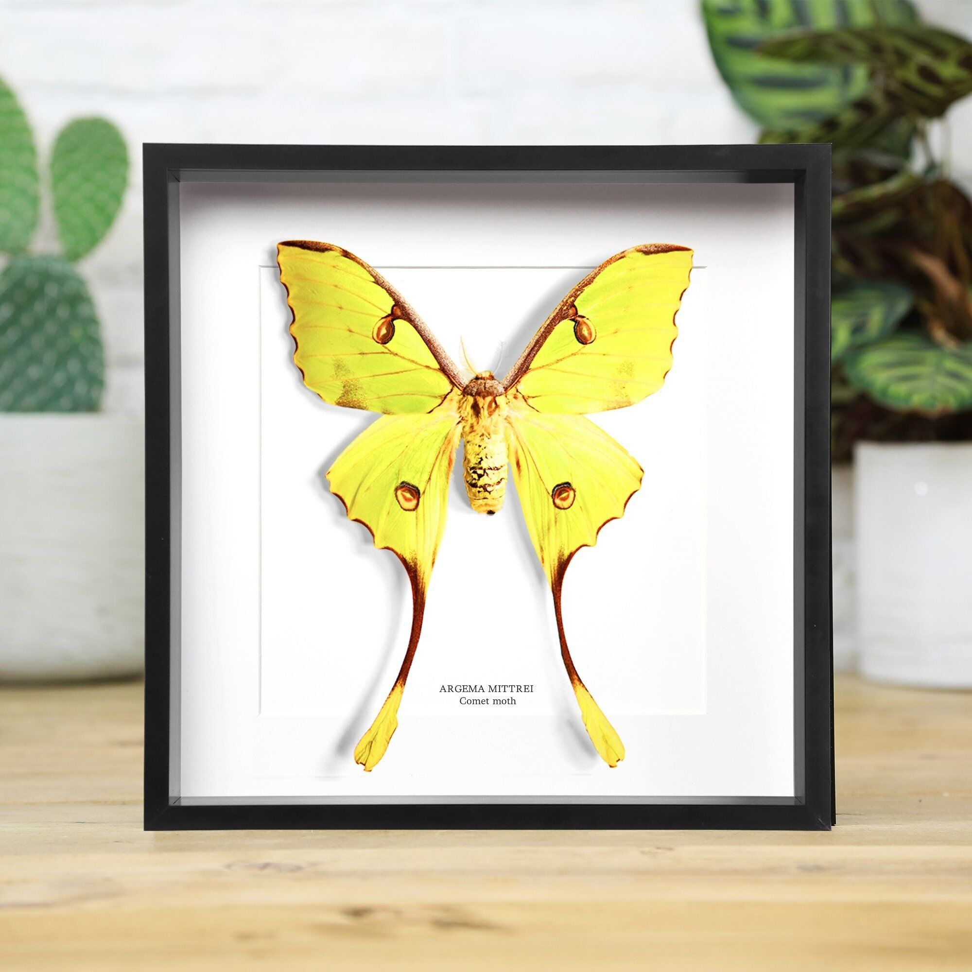 Comet Moth Insect Bug Butterfly Entomology Taxidermy Box Frame Interior Design Modern Display Home Decor Wall Hanging Gift Ornament