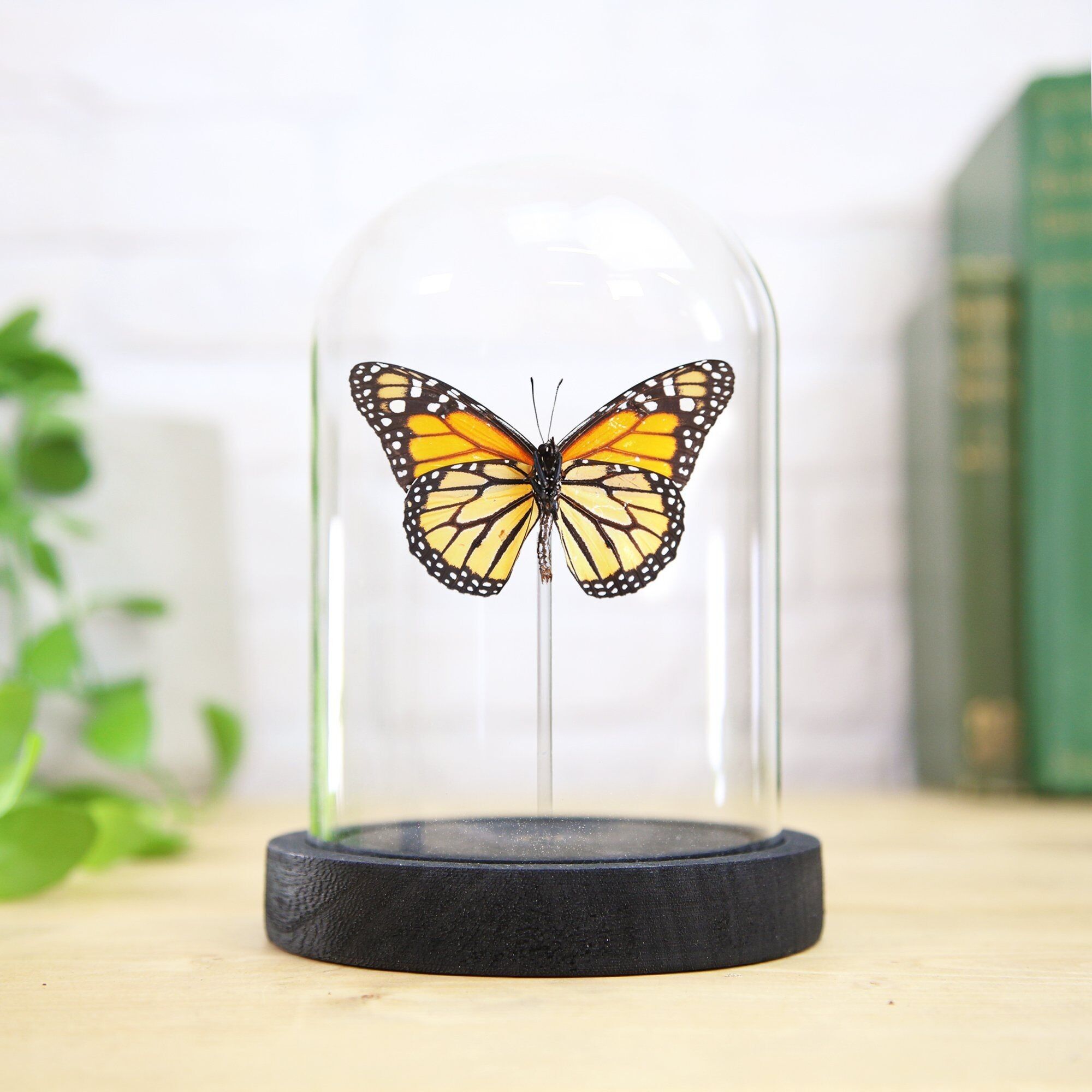 Monarch Insekt Käfer Motte Schmetterling Entomologie Taxidermie Glocke Glas Innenarchitektur Home Decor Cloche moderne Display Geschenk Ornament