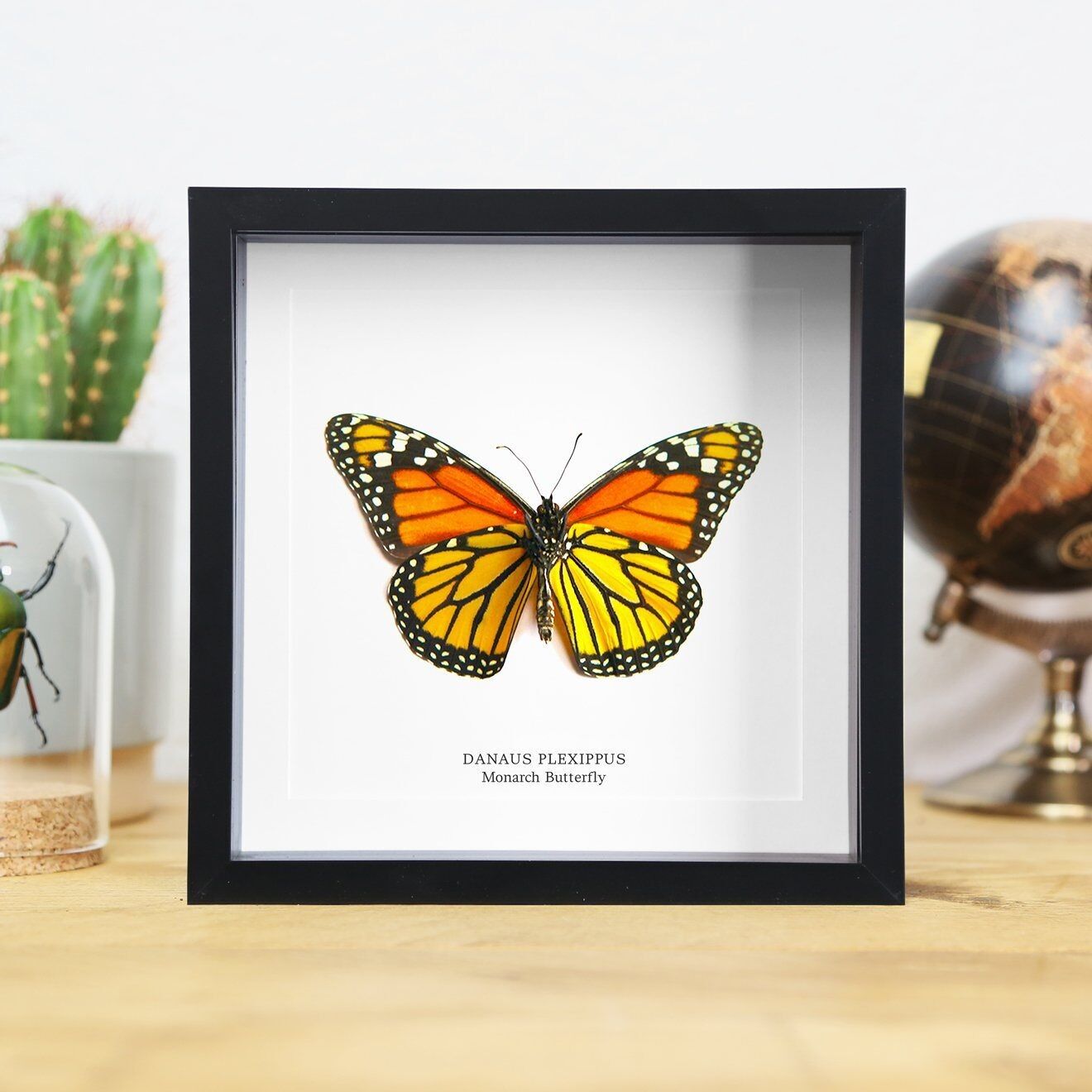 Monarch Insect Bug Moth Butterfly Entomology Taxidermy Box Frame Interior Design Modern Display Home Decor Wall Hanging Gift Ornament