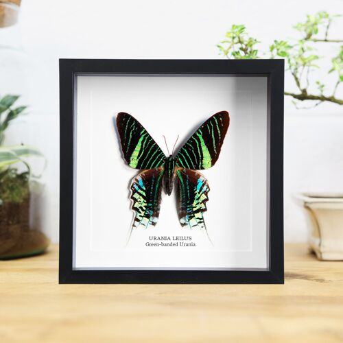 Green-Banded Urania Insect Bug Moth Butterfly Entomology Taxidermy Box Frame Interior Design Modern Display Home Decor Wall Hanging Gift Ornament