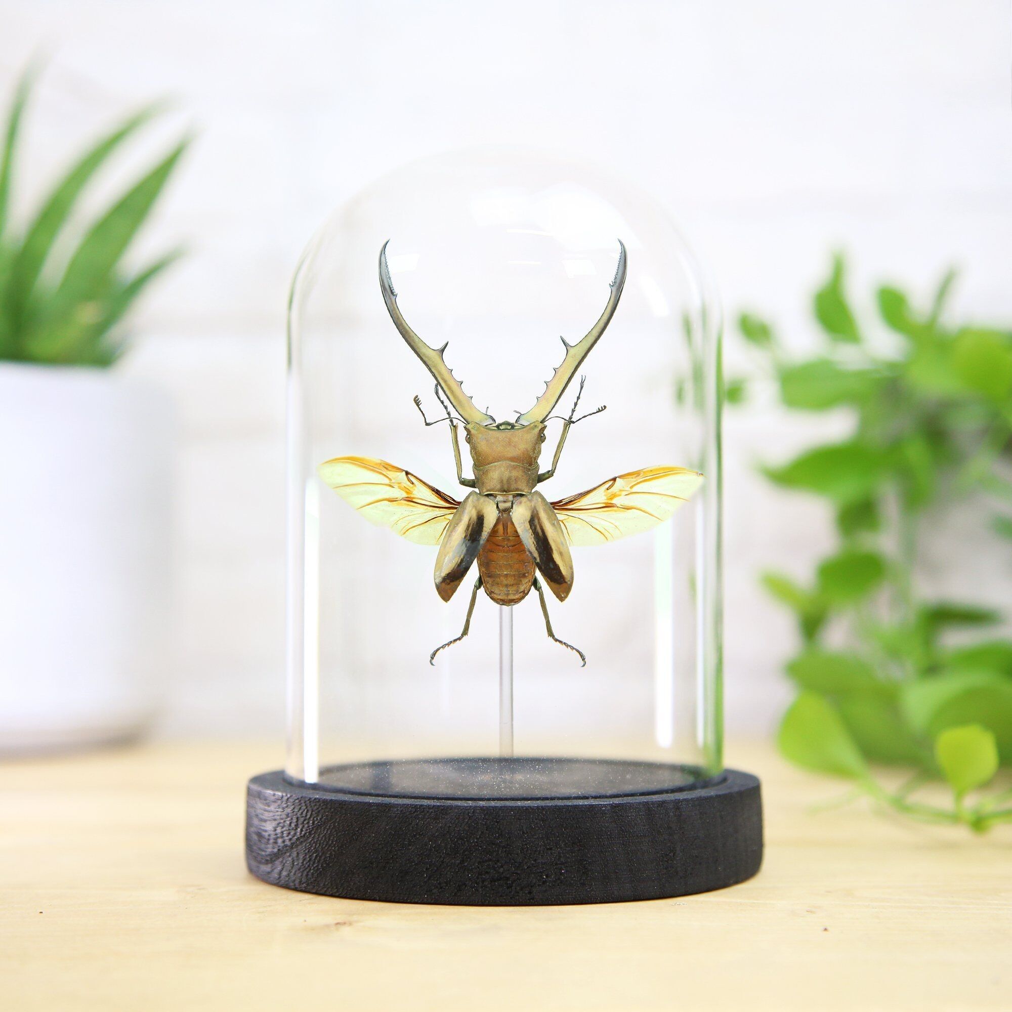 Indonesischer Hirschkäfer Insekt Käfer Entomologie Taxidermie Glocke Glas Innenarchitektur Home Decor Modernes Display Cloche Geschenk Ornament