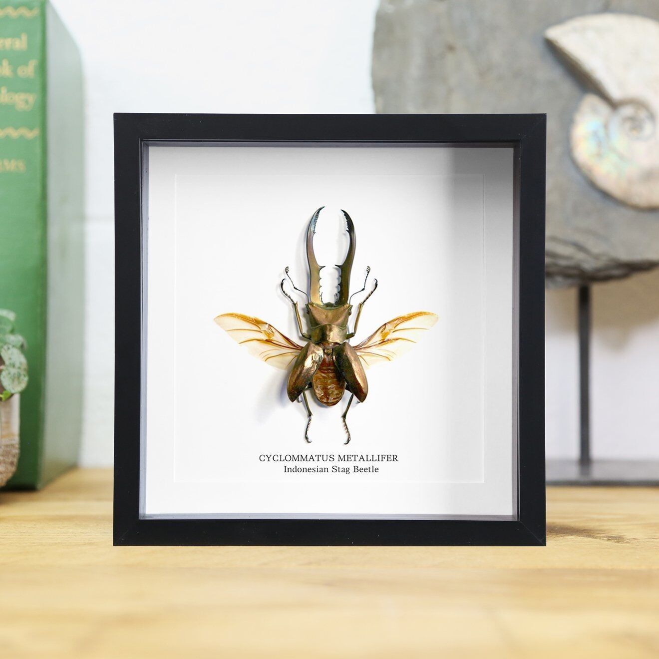 Indonesischer Hirschkäfer Insekt Käfer Entomologie Taxidermie Box Rahmen Innenarchitektur Modernes Display Wohndekor Wandbehang Geschenk Ornament