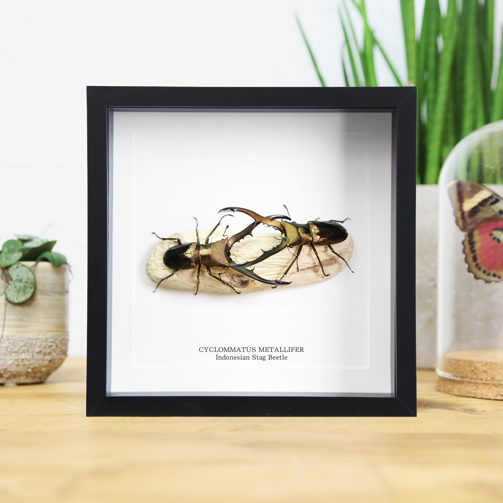 Männchen-Männchen-Wettbewerb im indonesischen Hirschkäfer, Insektenkäfer, Entomologie, Taxidermie, Boxrahmen, Innenarchitektur, modernes Display, Heimdekoration, Wandbehang, Geschenk, Ornament