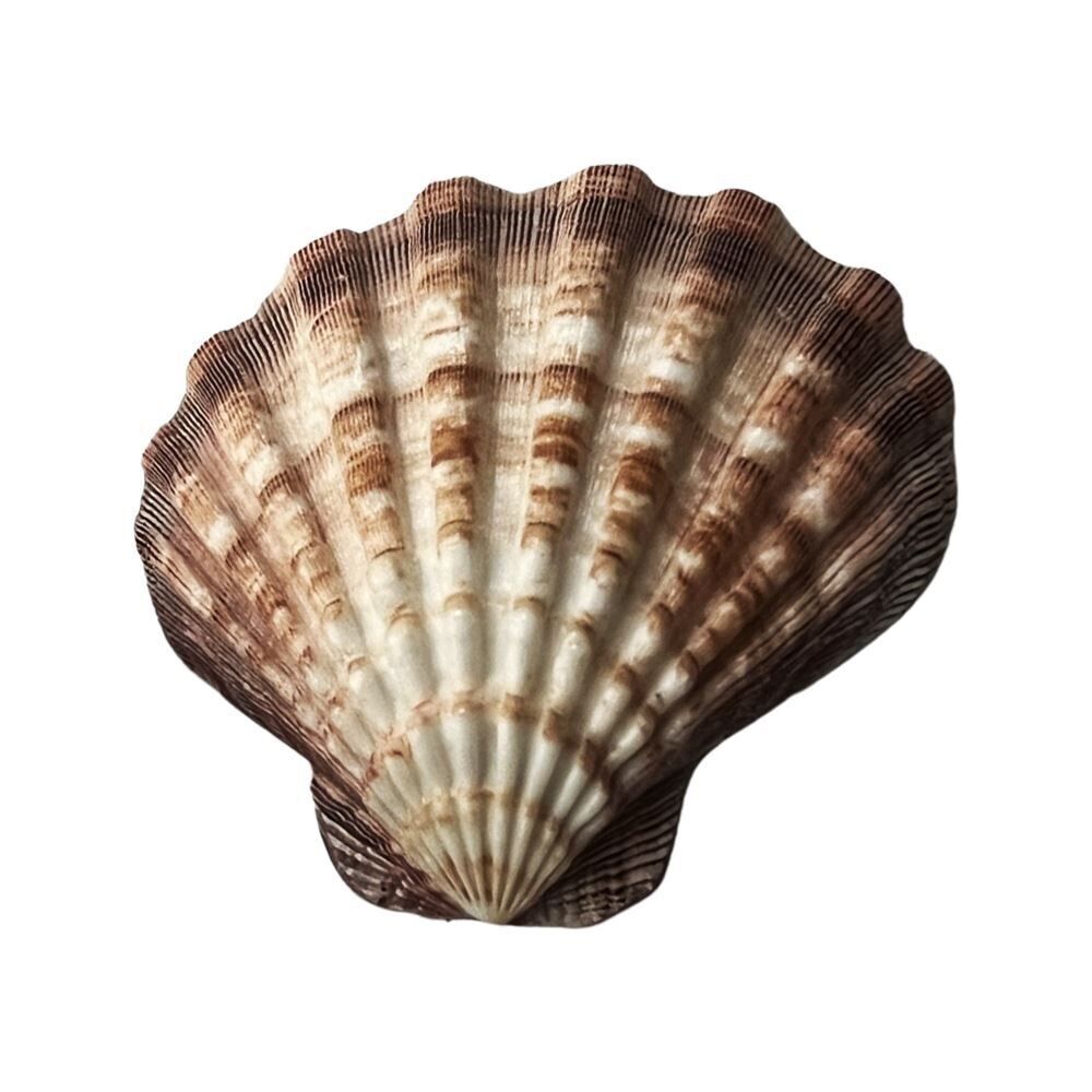 Löwentatzen-Jakobsmuschel, 12x15cm