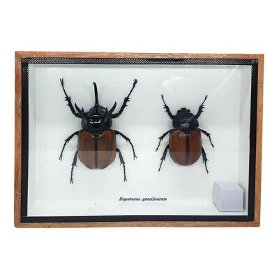 Taxidermia Escarabajo de 5 cuernos, par, montado bajo vidrio, 15x12.5cm