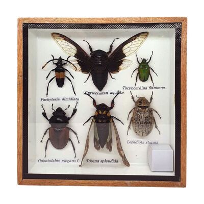 Präparations-Insektenset in Box, extra klein, sortiert, unter Glas montiert, 15x15cm