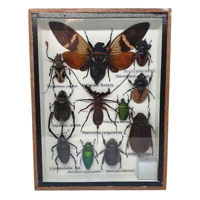 Ensemble d'insectes en boîte de taxidermie, petit, assorti, monté sous verre, 15x19.5Cm