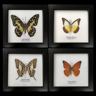 Präparierter Schmetterling, einzeln, sortiert, unter Glas montiert, 12.5x12.5cm