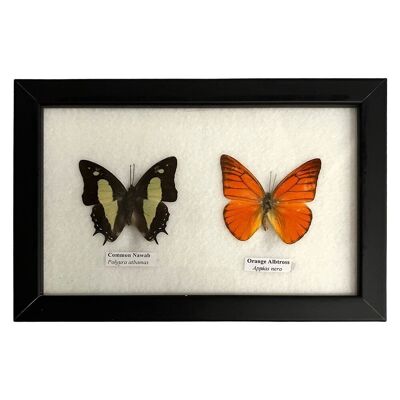Präparierter Schmetterling, 2 Schmetterlinge, sortiert, unter Glas montiert, 20x13cm